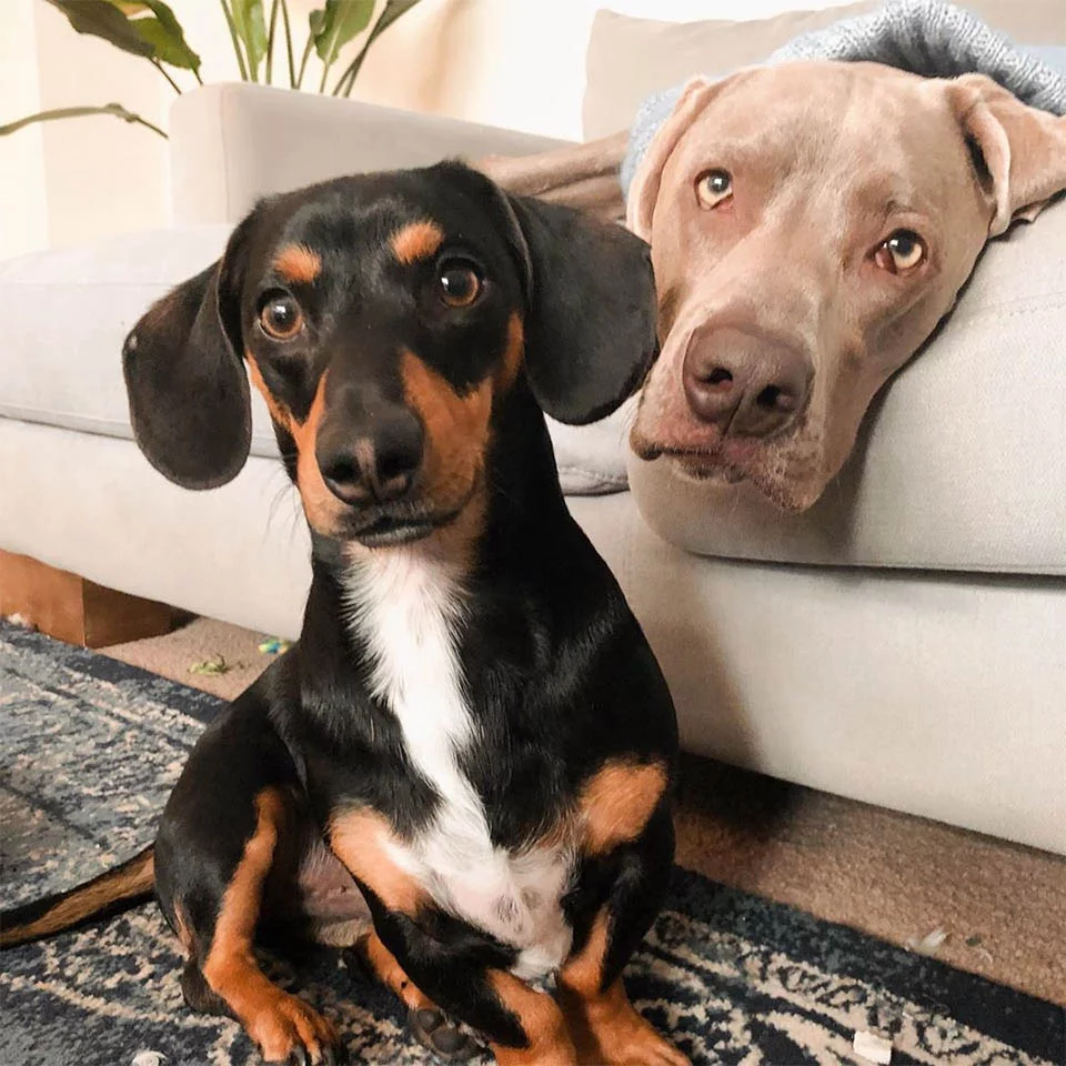 Weimaraner que sufre enfermedad