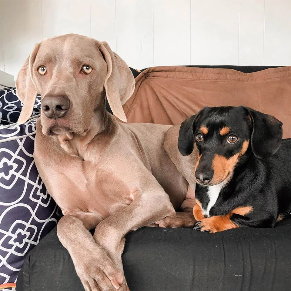 Weimaraner que sufre trastorno