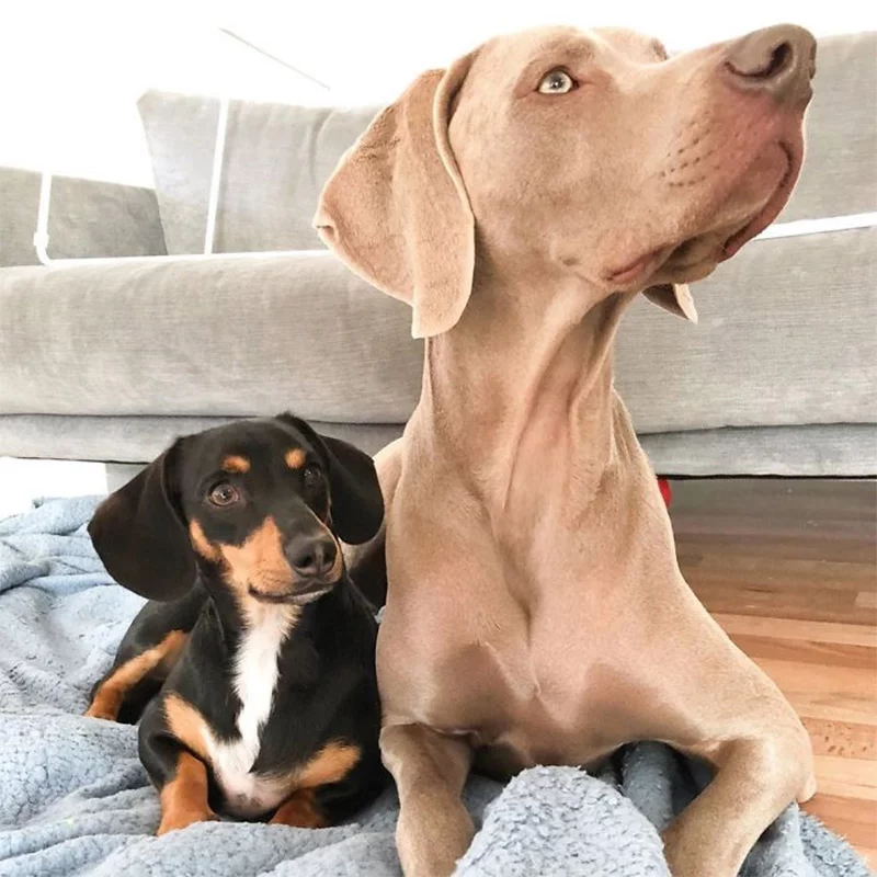 Weimaraner que sufre