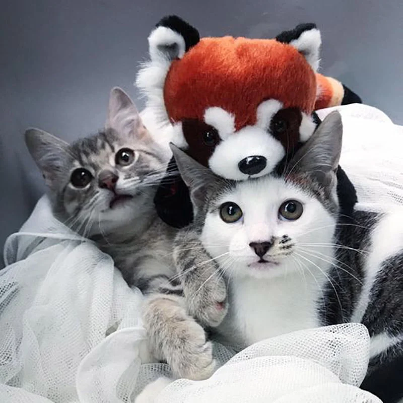 Fuerte vínculo de gatitas