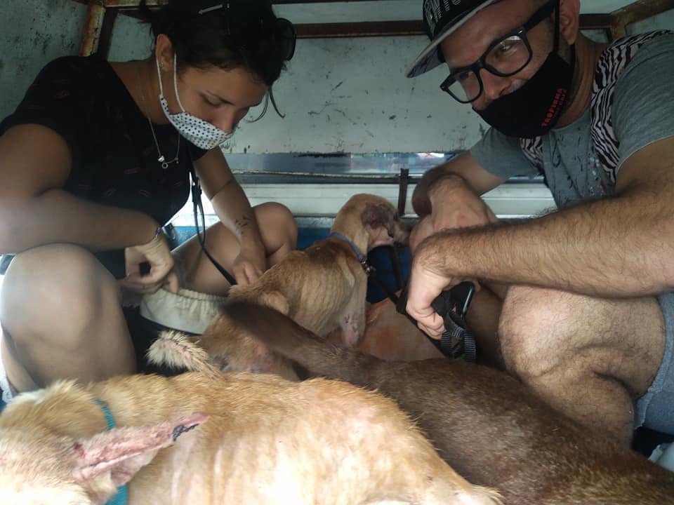 Activistas rescatan perritos