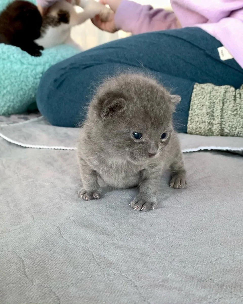 Adorable Frankie
