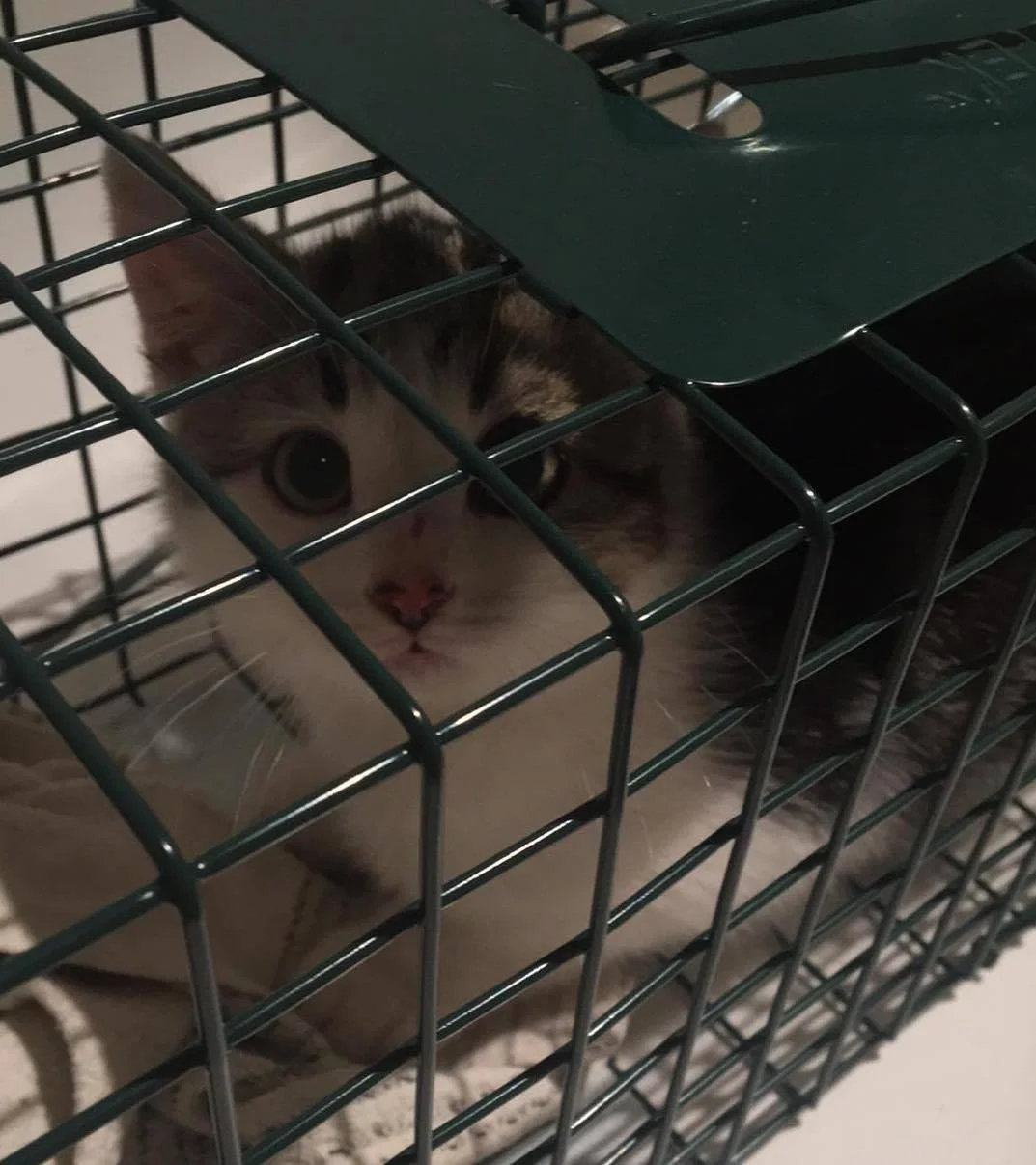 Adorable felino