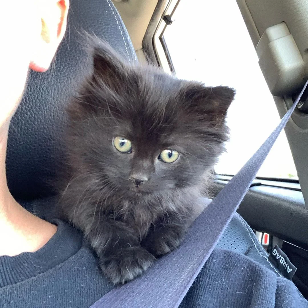 Adorable felino rescatado