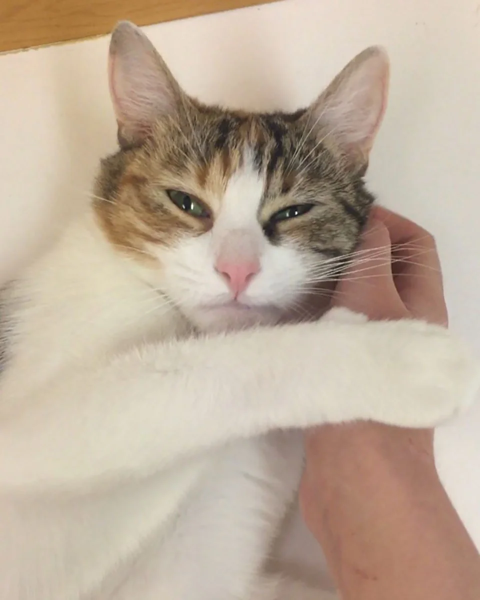 Adorable mamá gata