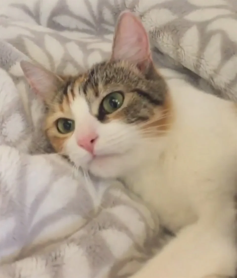 Adorable mamá gatita