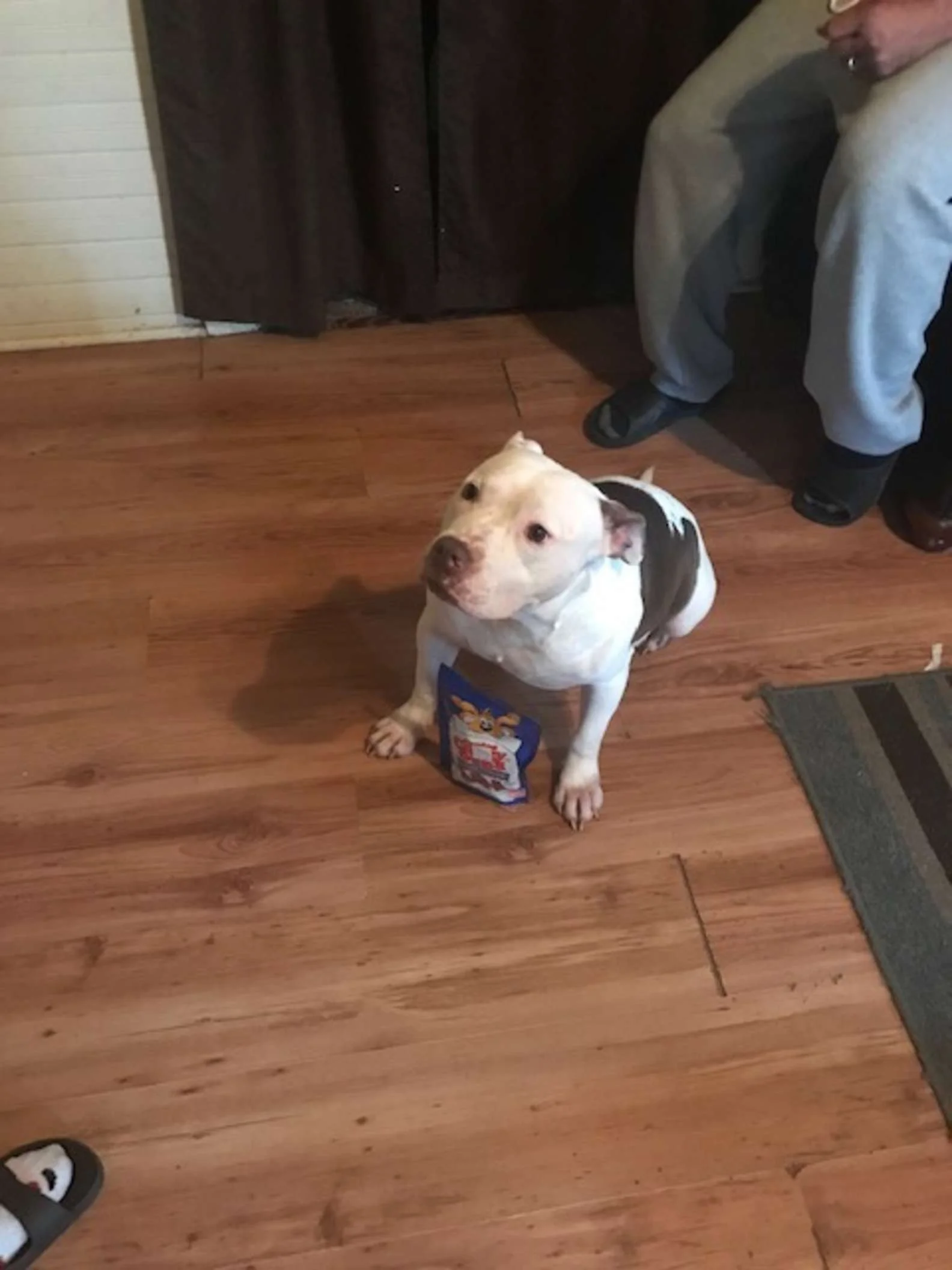Adorable perrito entra al patio trasero de familia