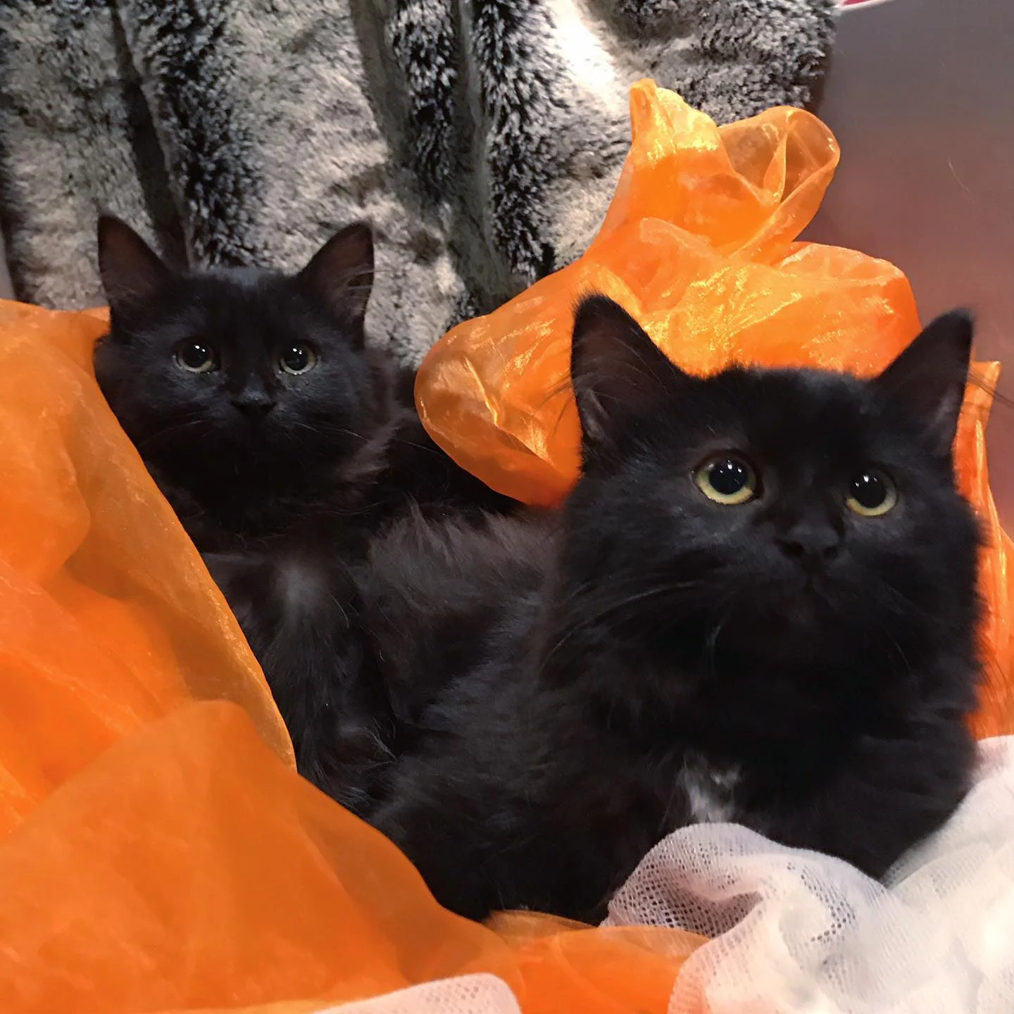 Adorables gatitos
