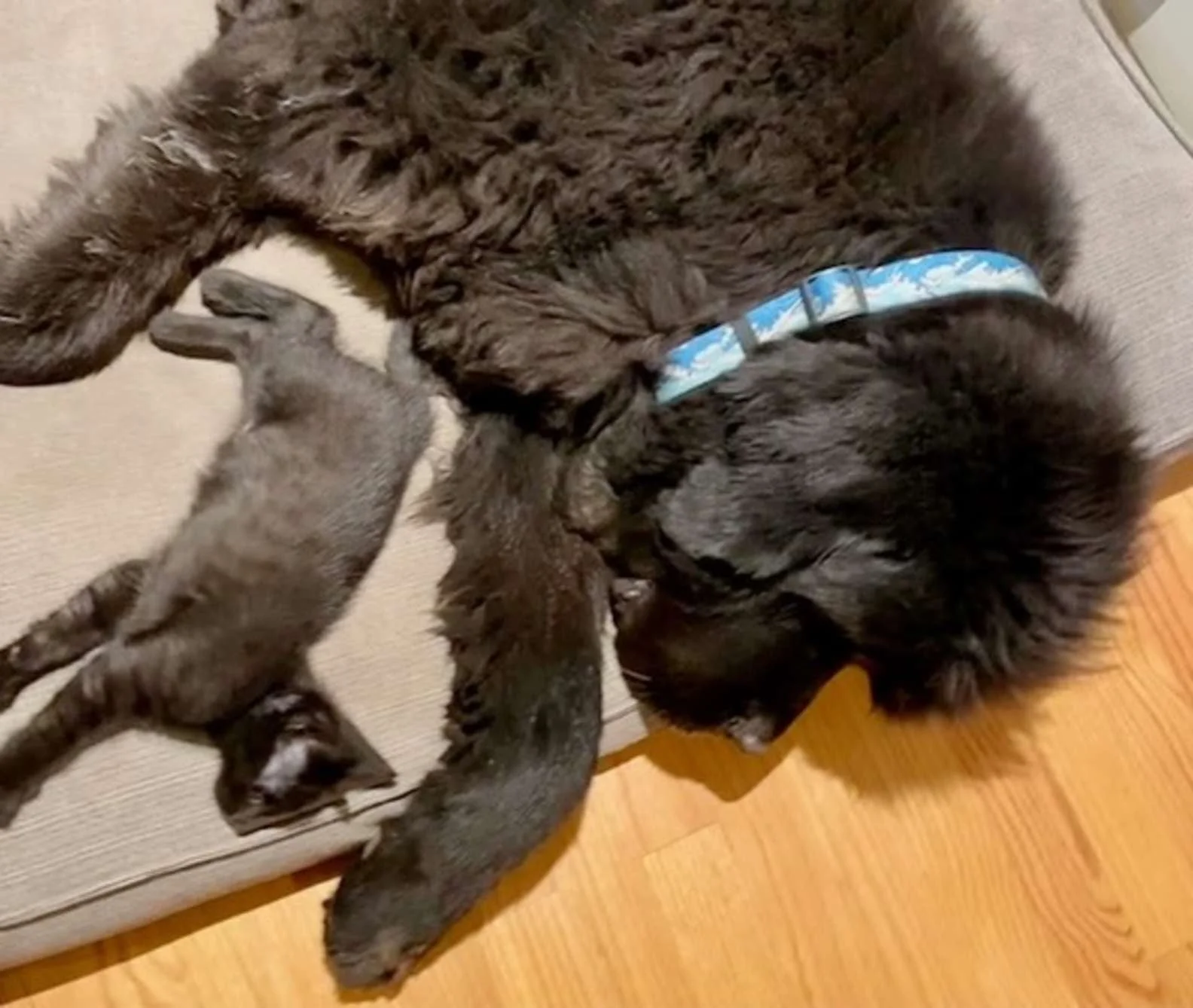 Amigos tomando la siesta