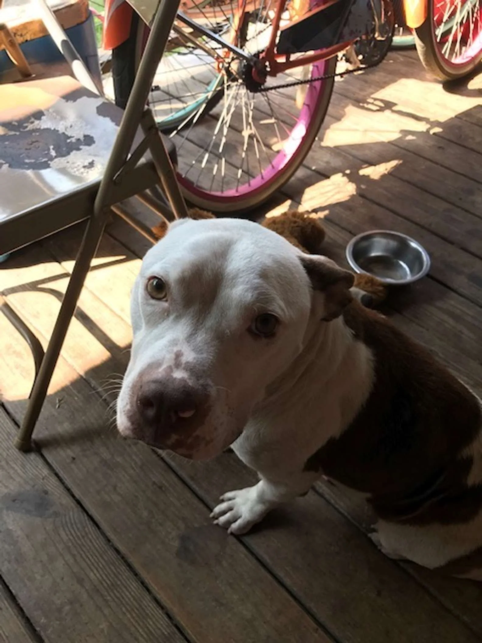 Adorable perrito rescatado
