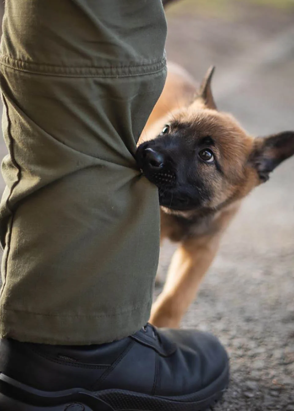 Cachorro se hace perro policía