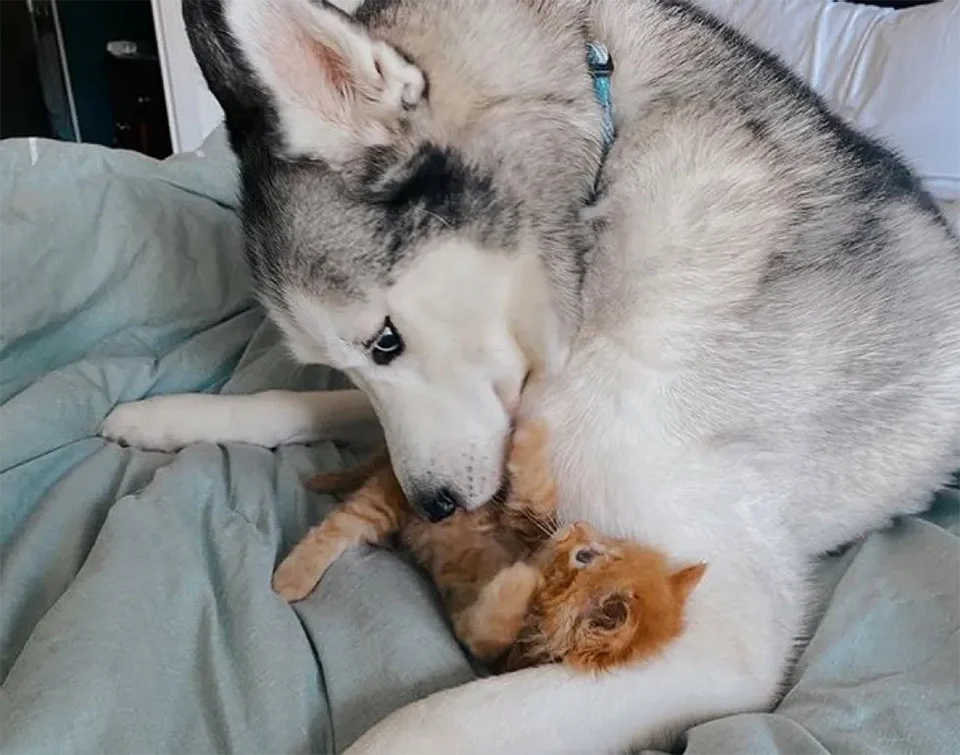 Cheese y Aspen