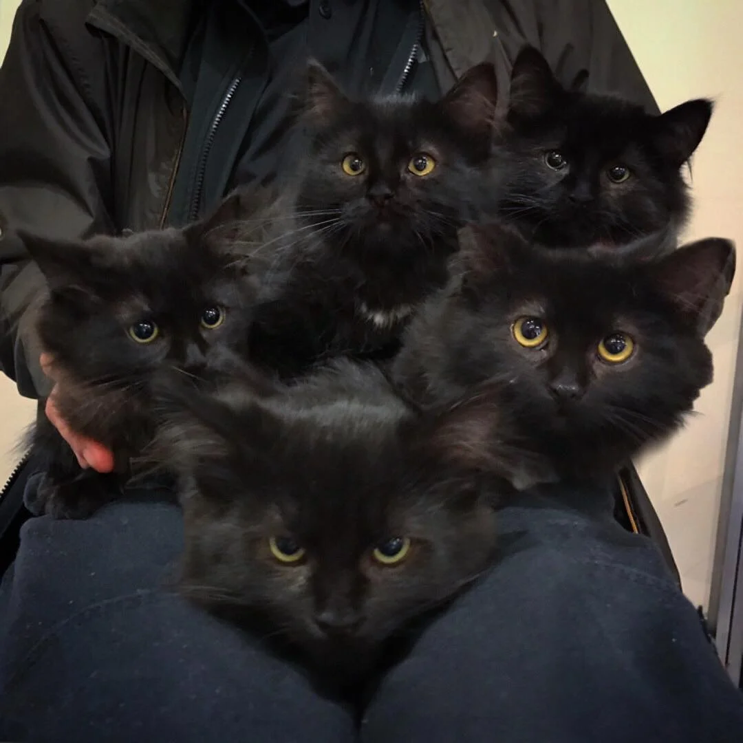Crías de gatita sin hogar