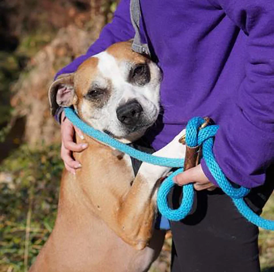 Dulce perro rescatado