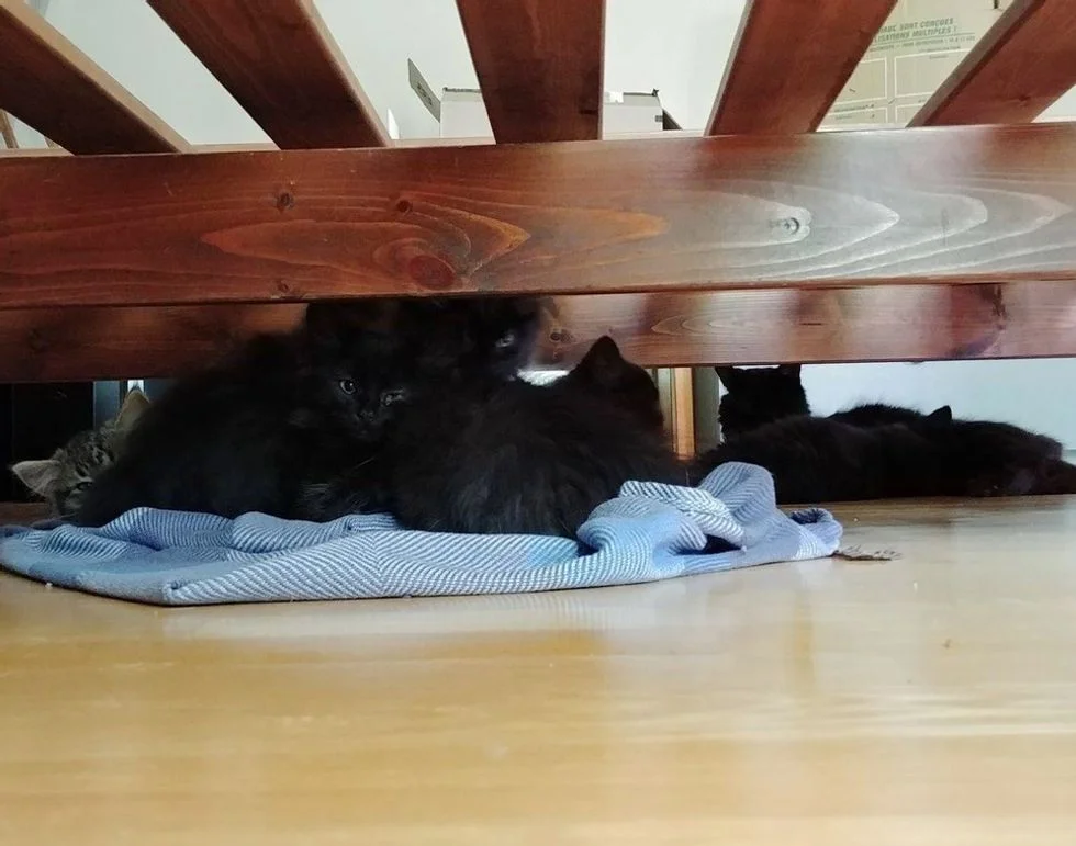 Dulces gatitos