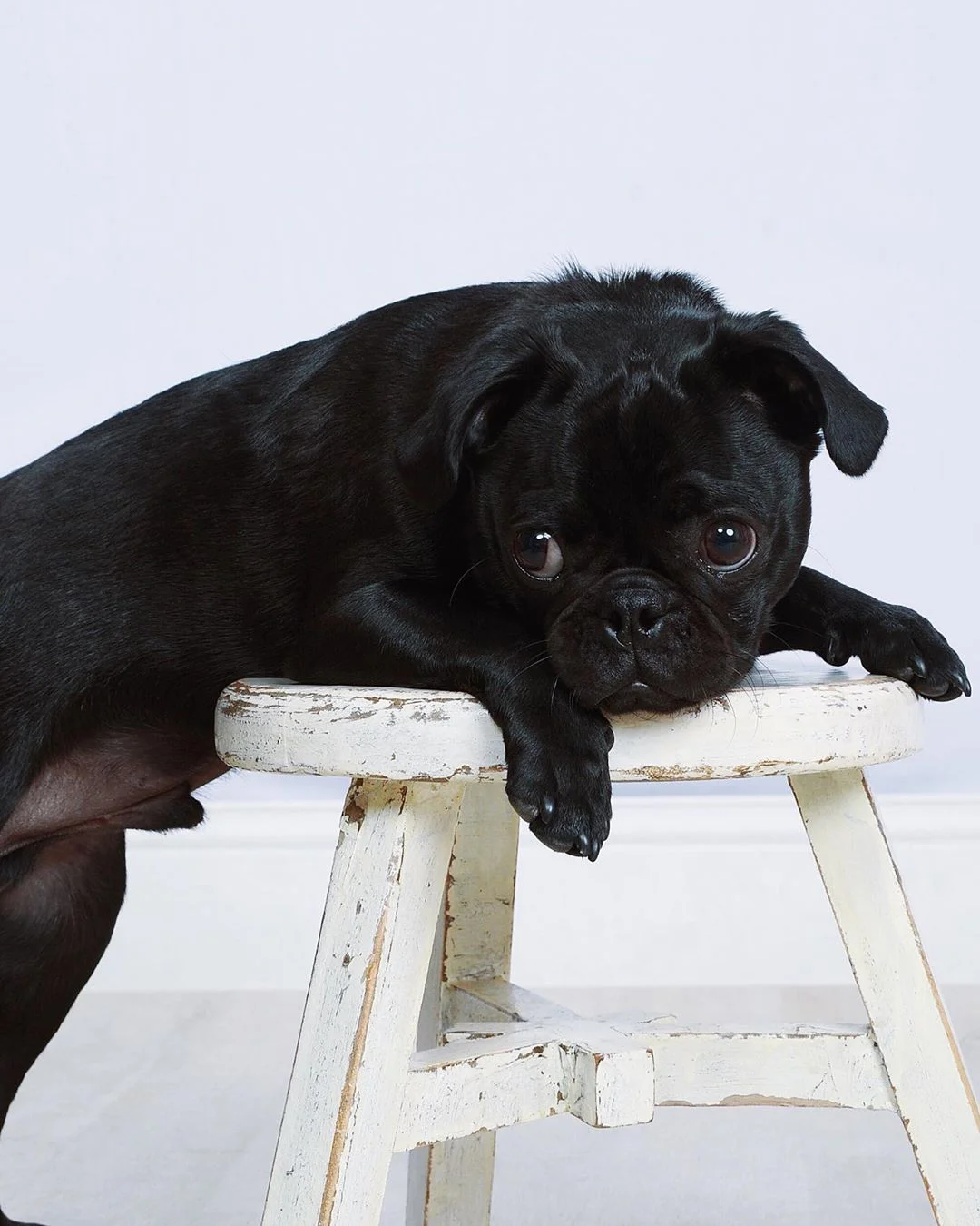 Encantador perrito Pug