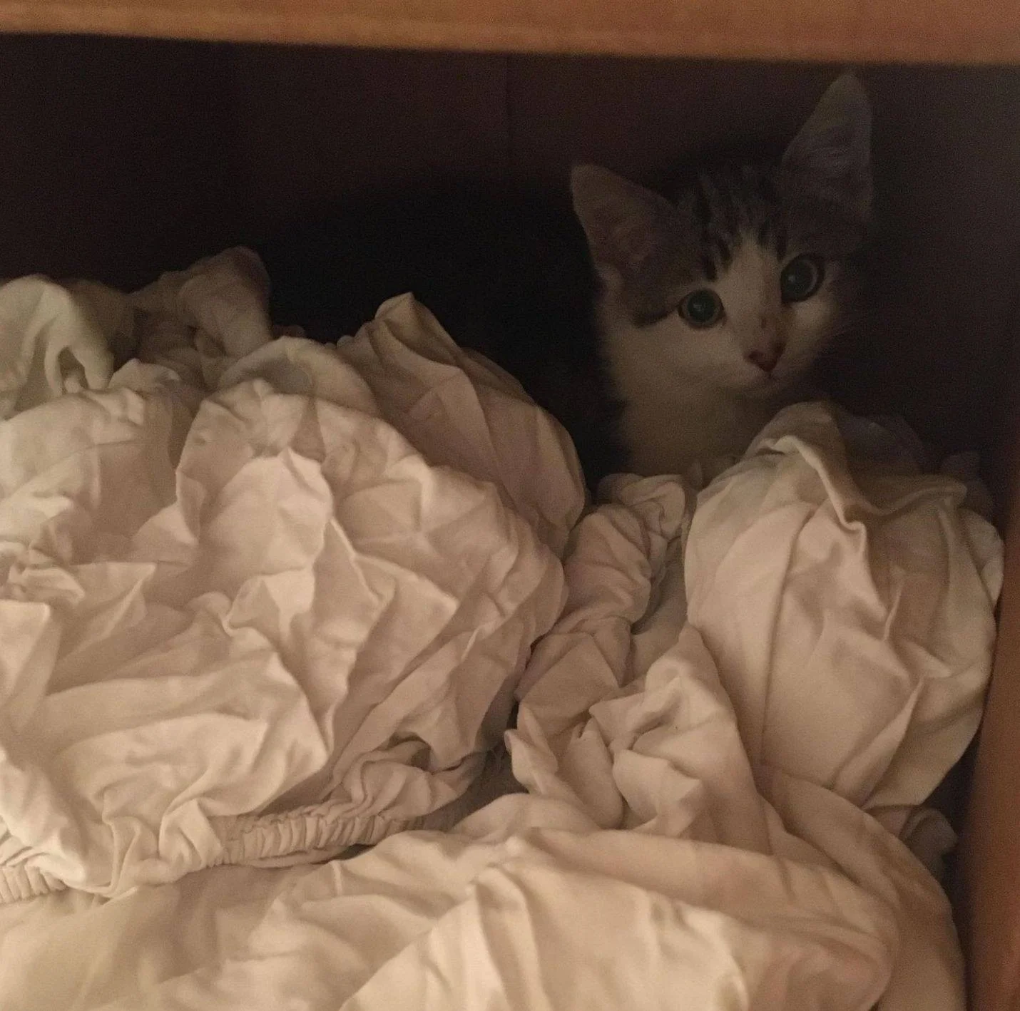 Felino en hogar de acogida