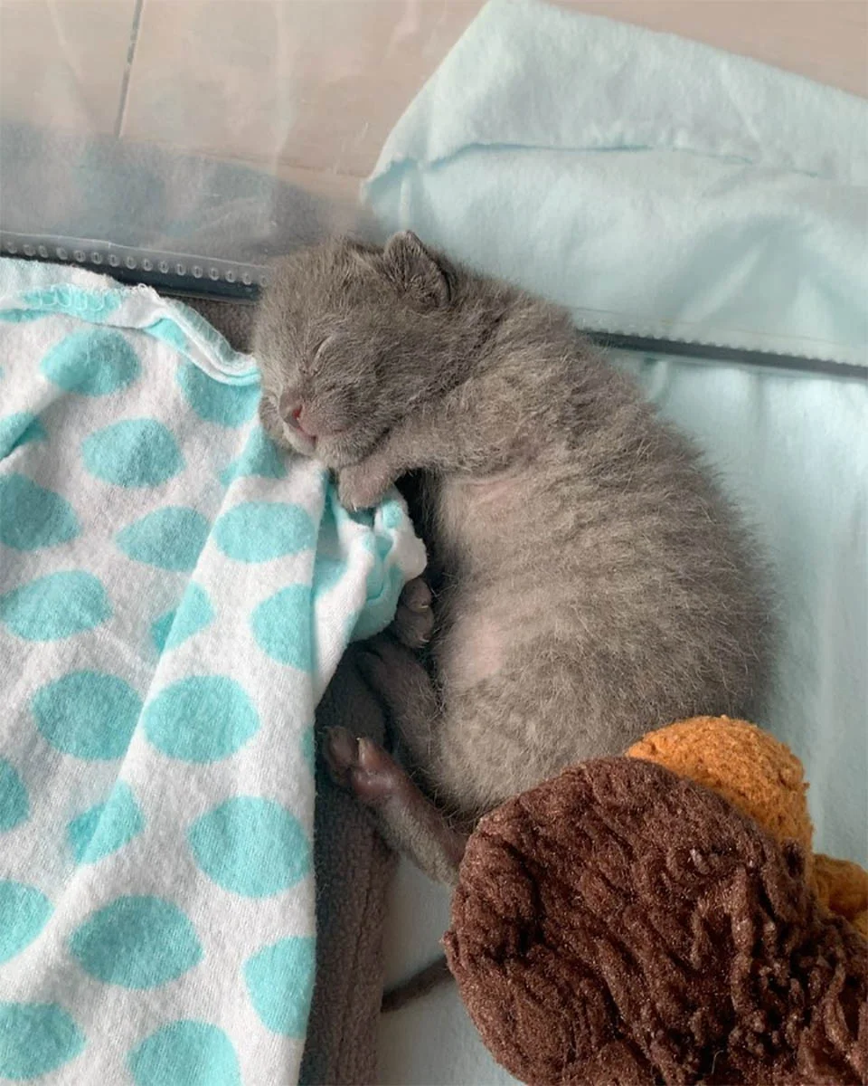 Frankie durmiendo
