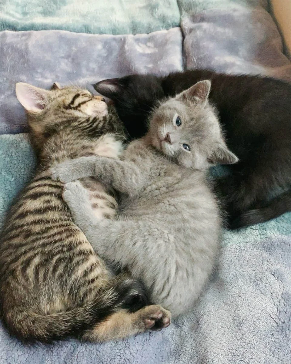 Frankie y hermanos