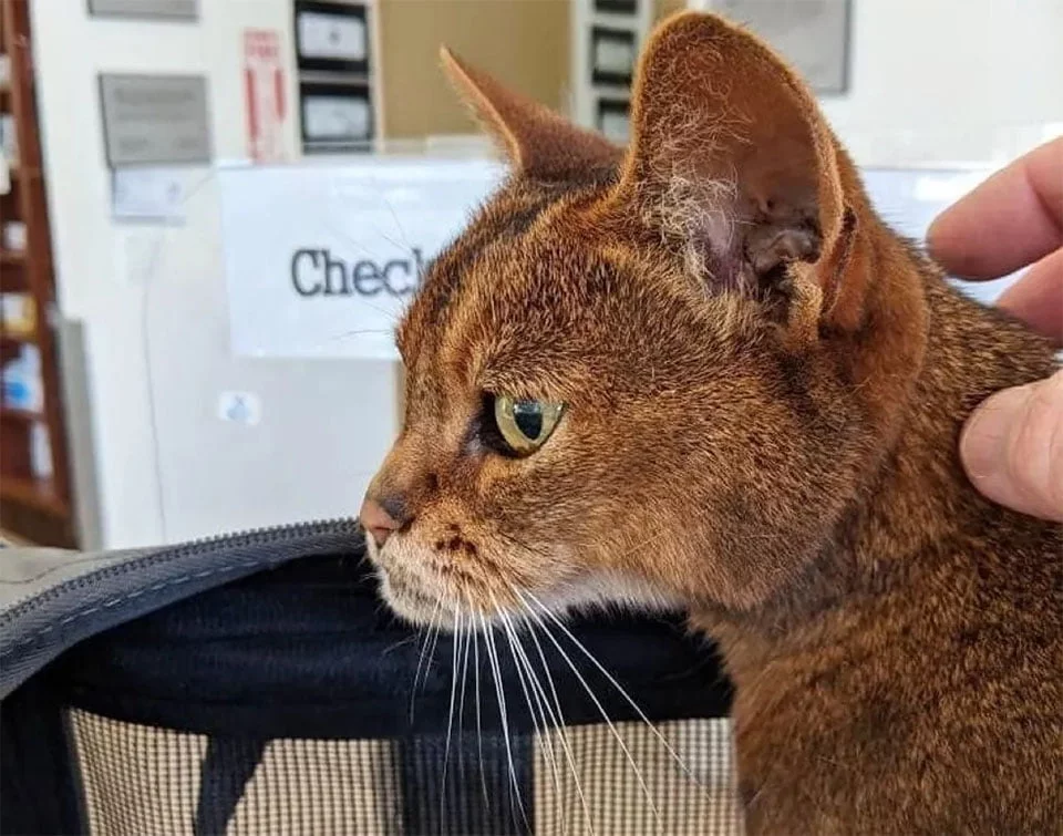 Gata de 15 años Trixie