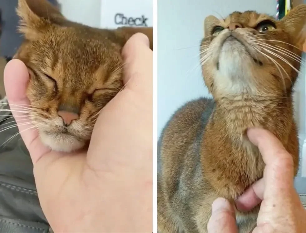 Gata de 15 años caricias