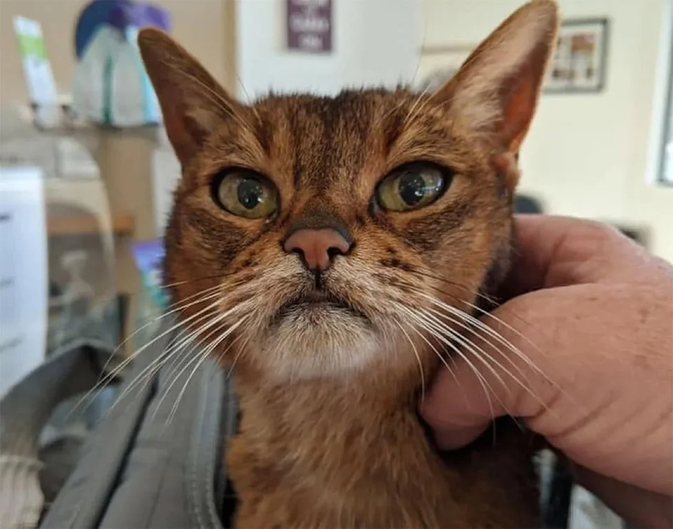 Gata de 15 años rescatada