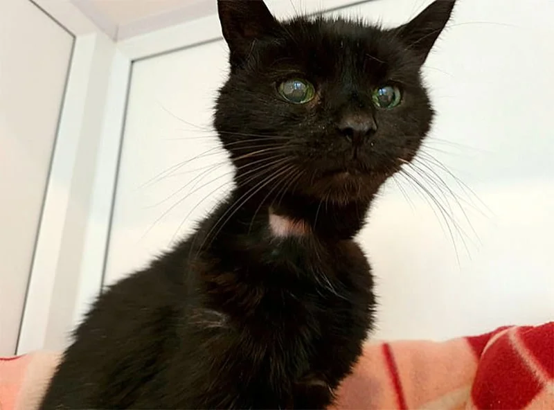 Gatita Nikita