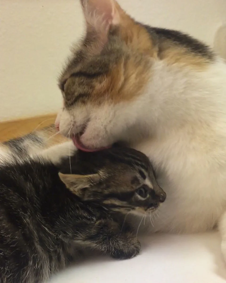 Gatita baña a su bebé