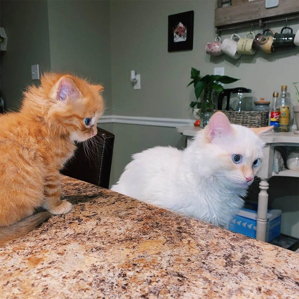 Gatita con Hank