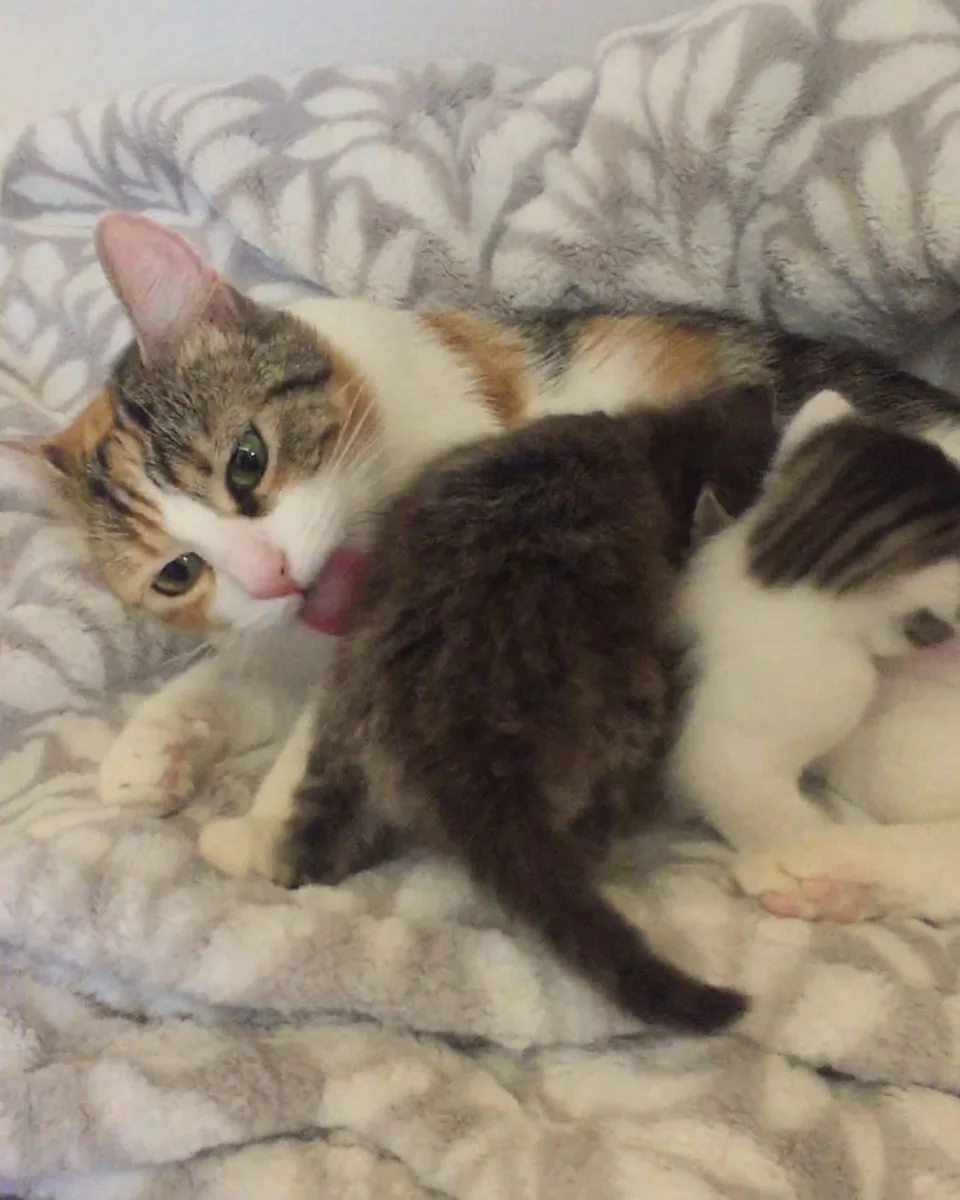 Gatita cuida de gatitos sin hogar