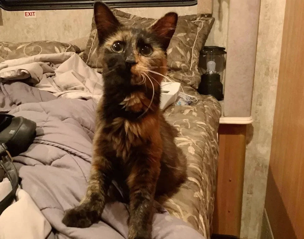 Gatita en nuevo hogar