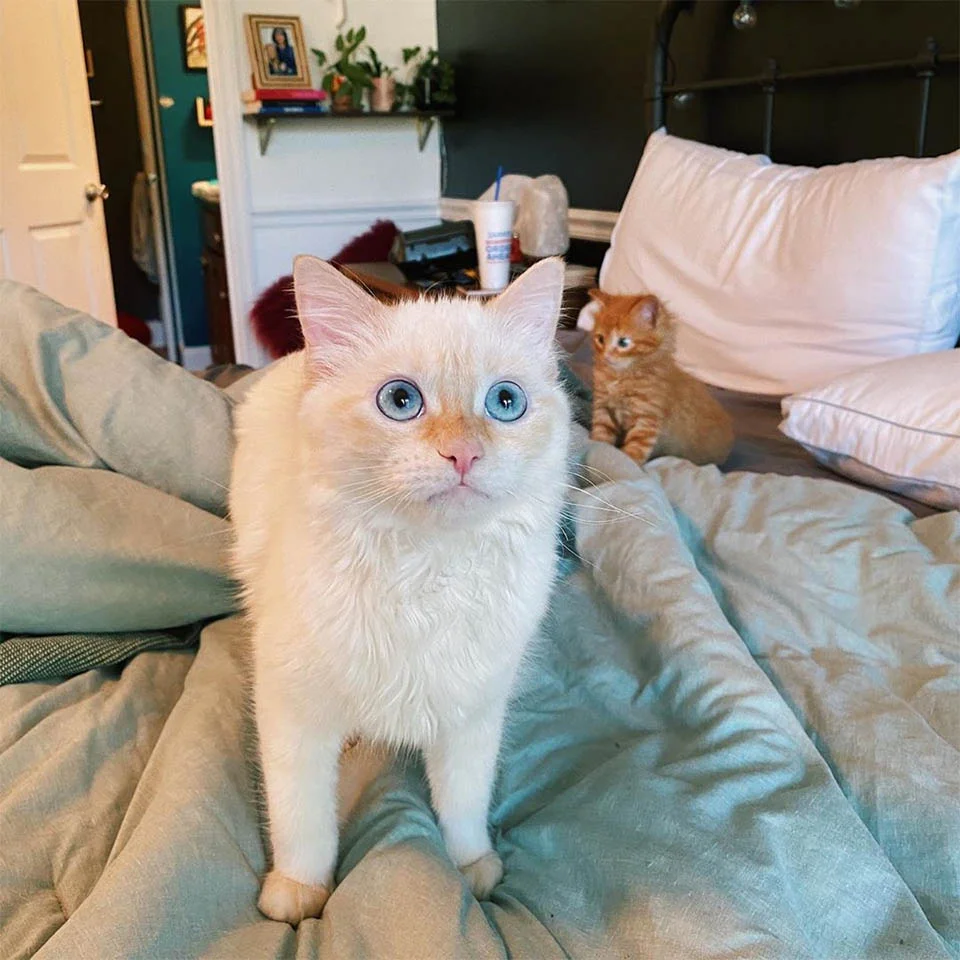 Gatita encuentra casa