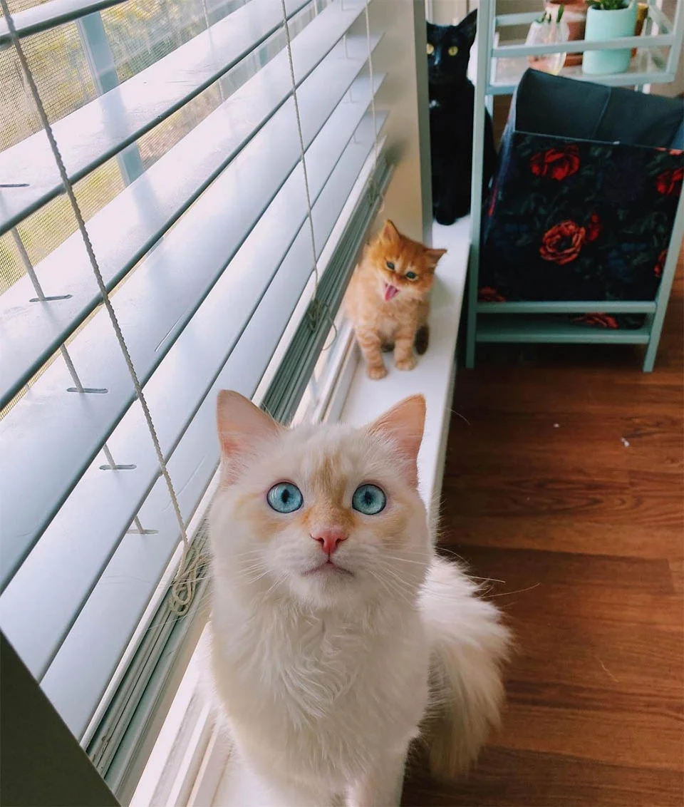 Gatita encuentra familia