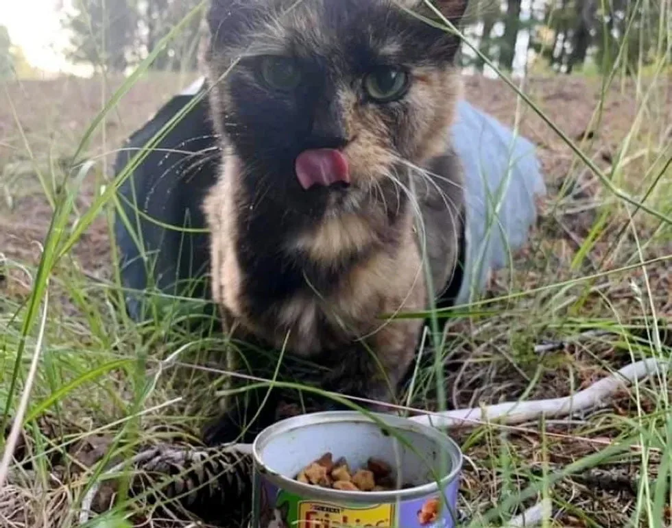 Gatita recibiendo comida