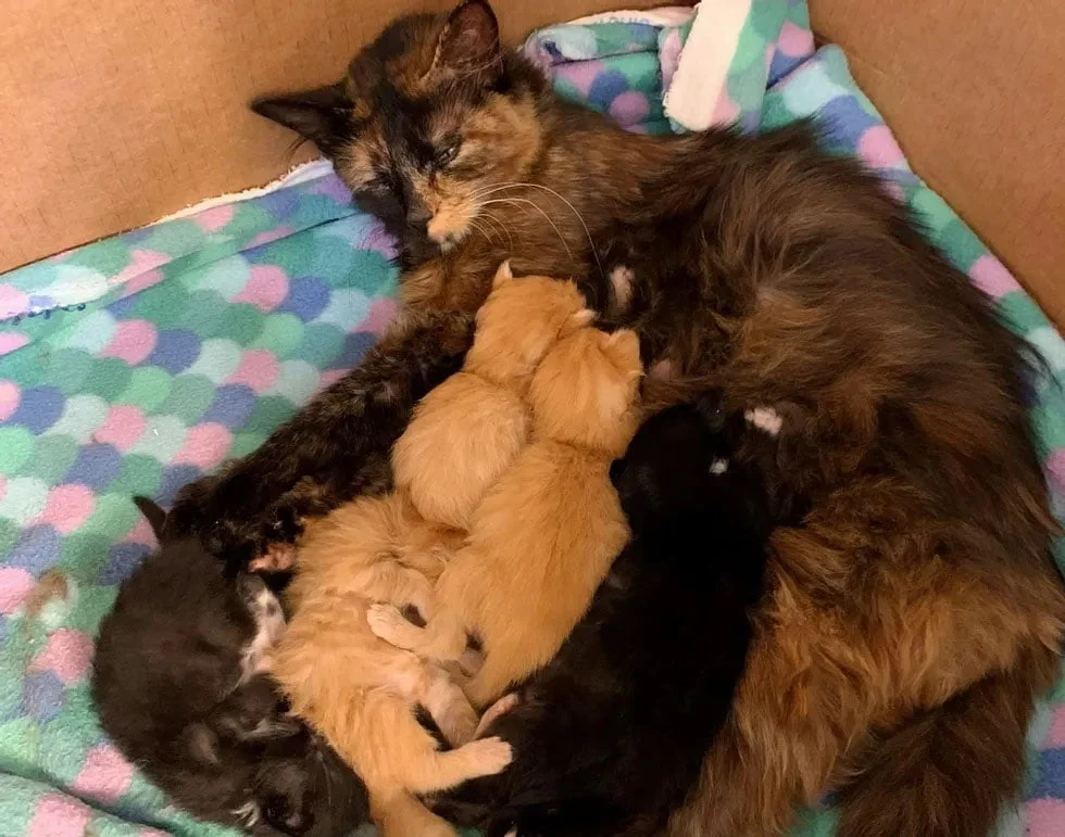 Gatita rescatada e hijos