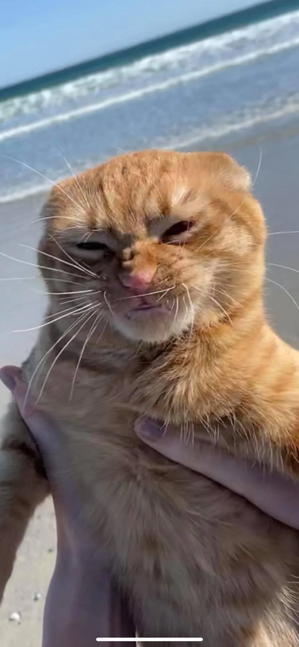 Gatito en la playa