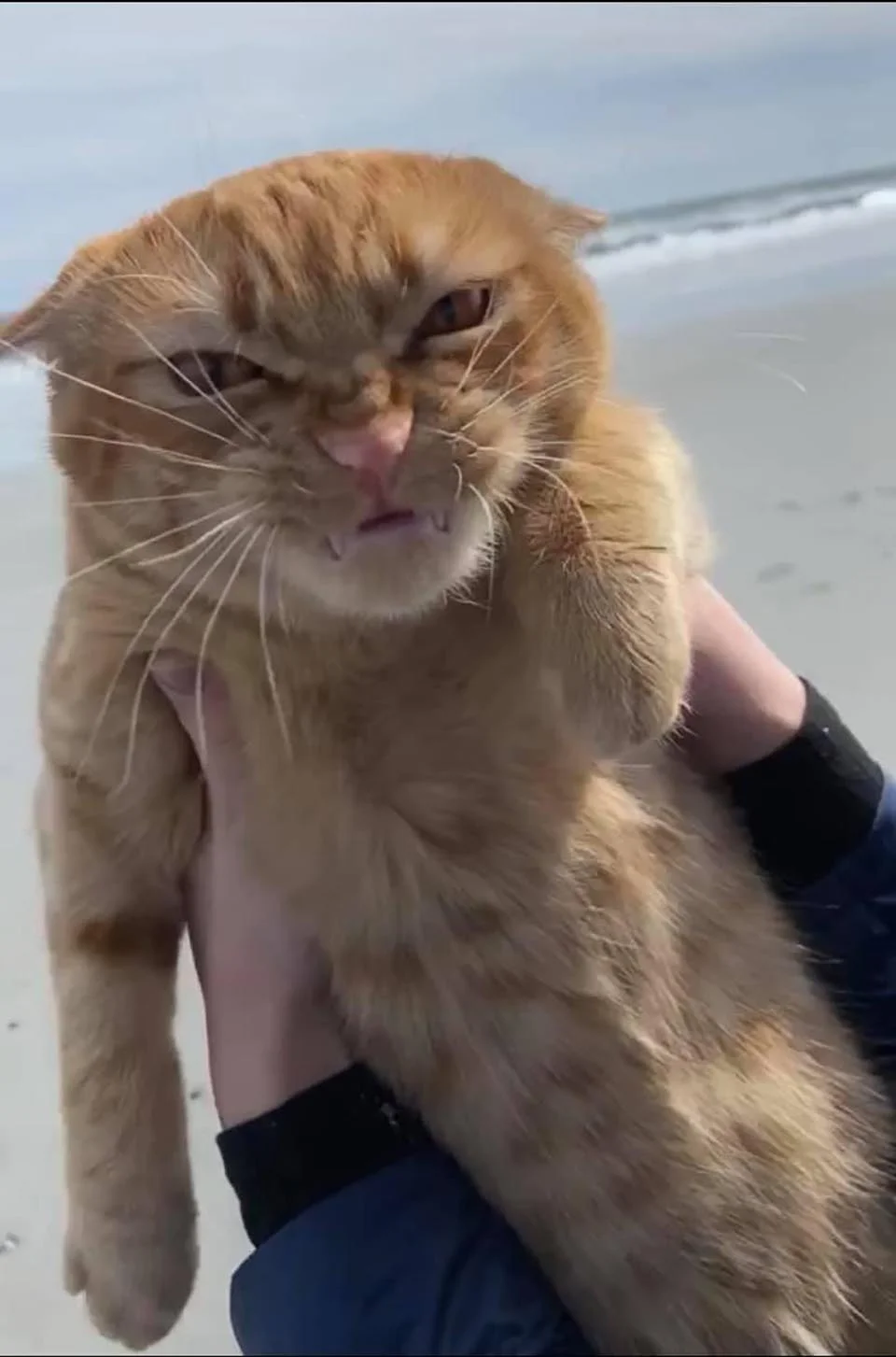 Gatito enojado