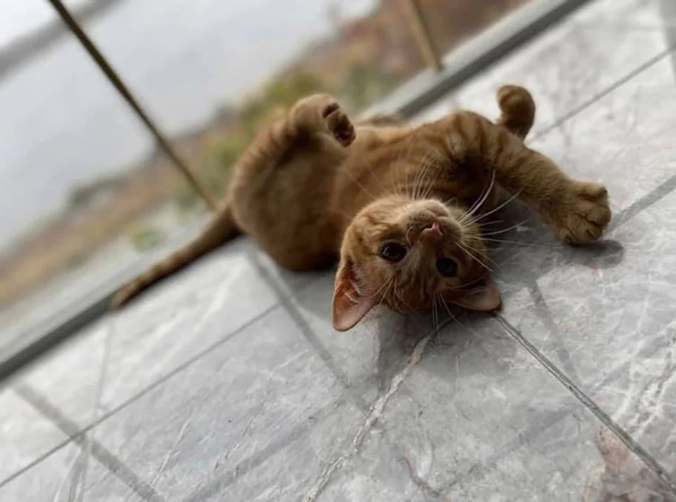 Gatito jugando