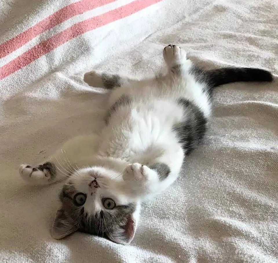 Gatito jugando