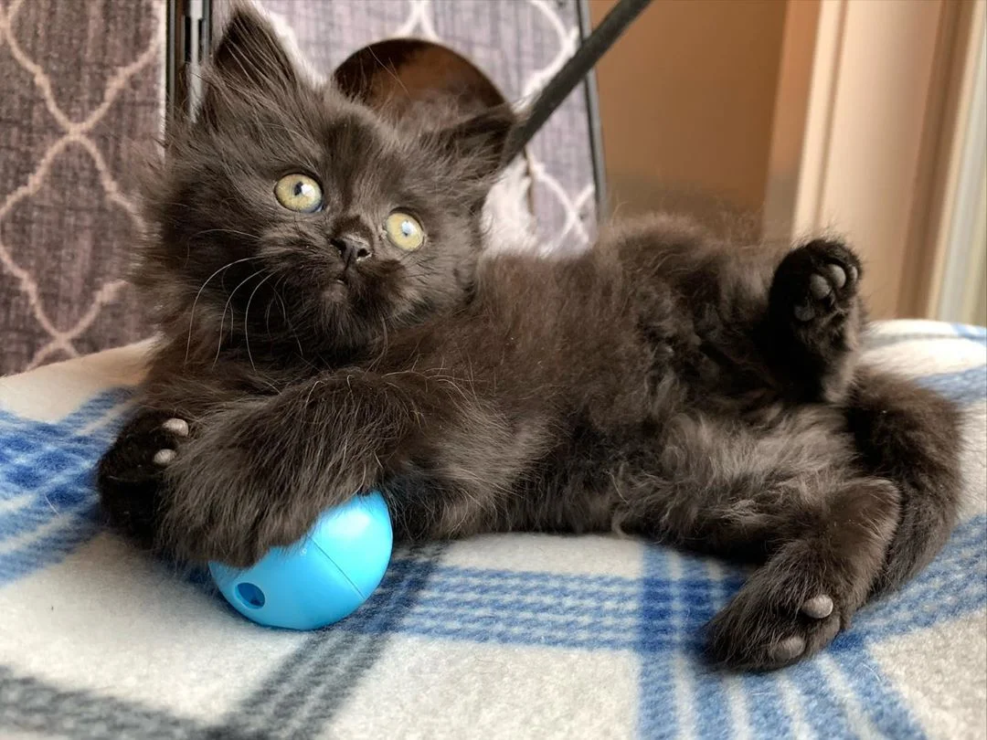 Gatito jugando