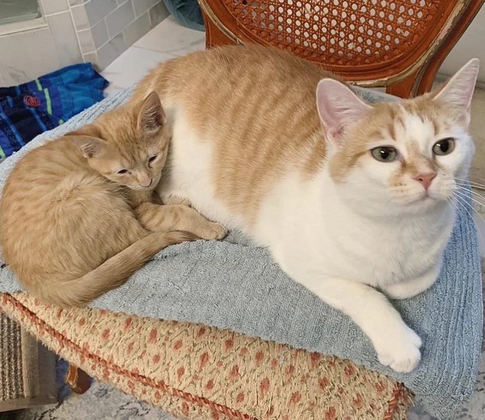 Gatito junto a su madre adoptiva