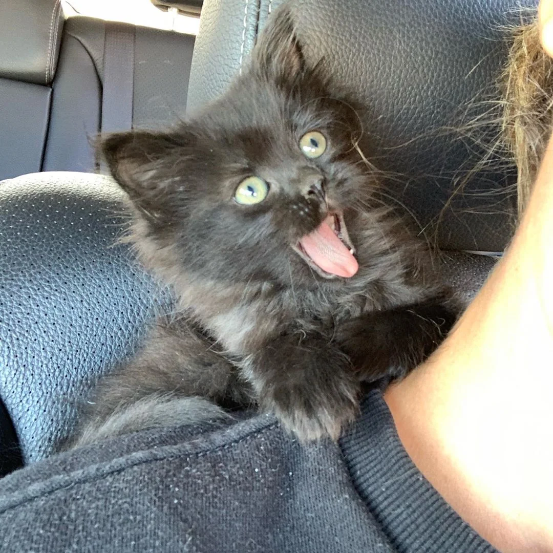 Gatito rescatado