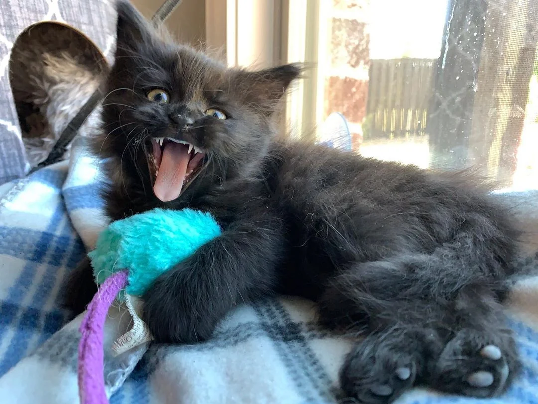 Gatito travieso