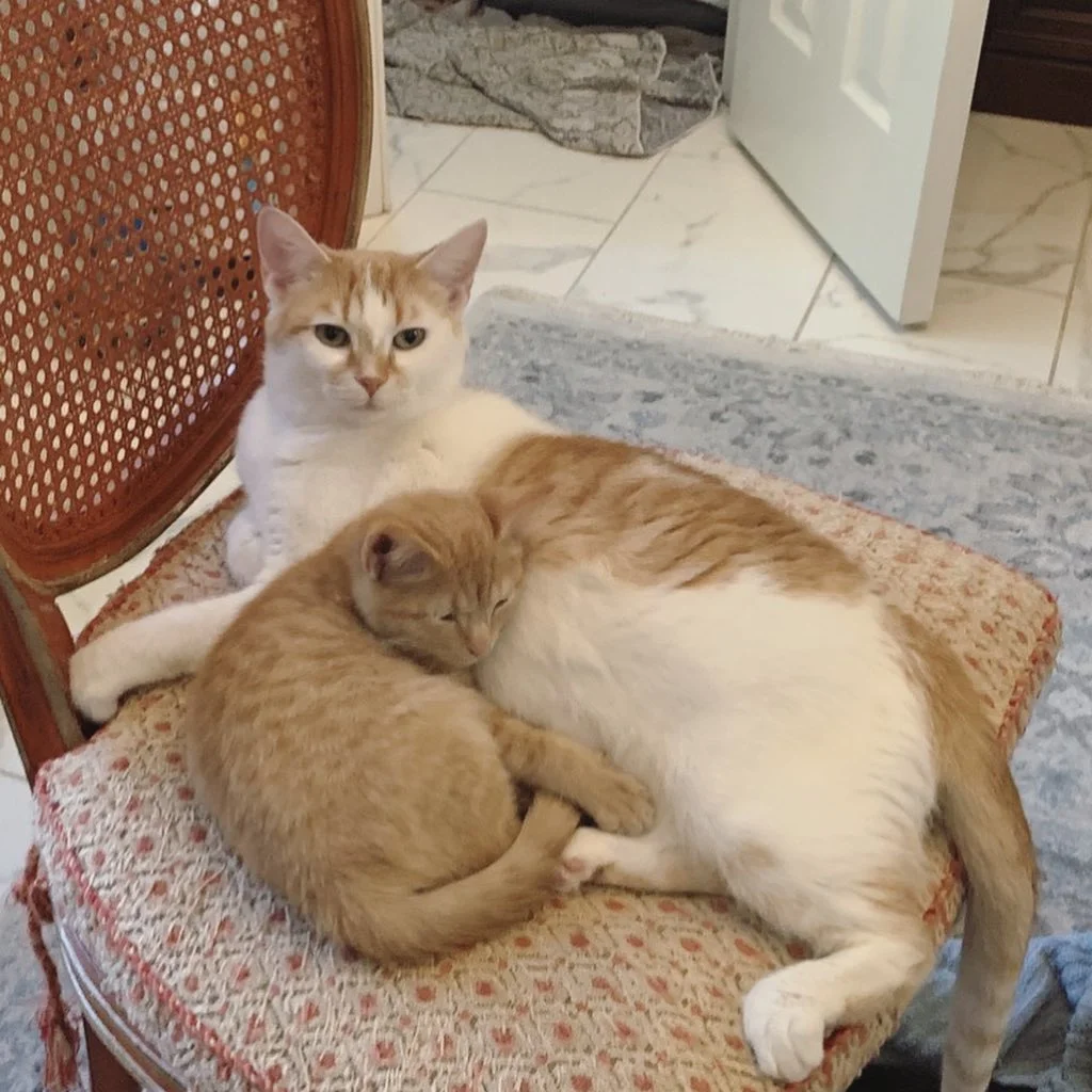 Gatito y madre adoptiva