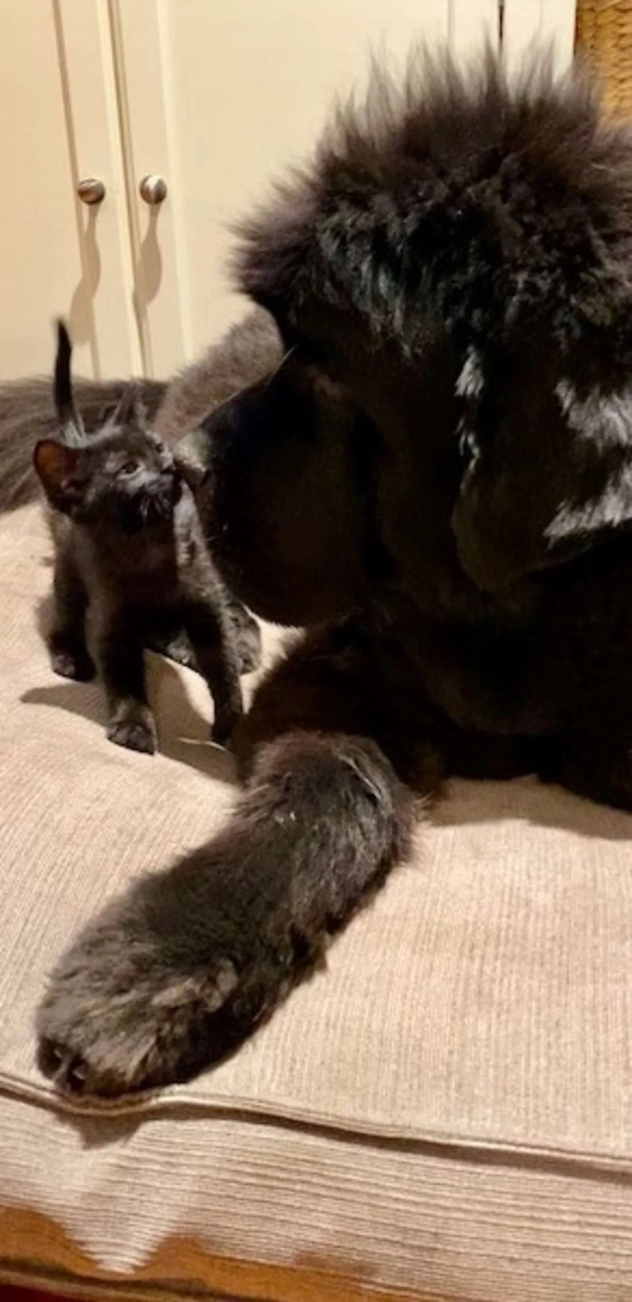Gatito y su lugar favorito junto al perro