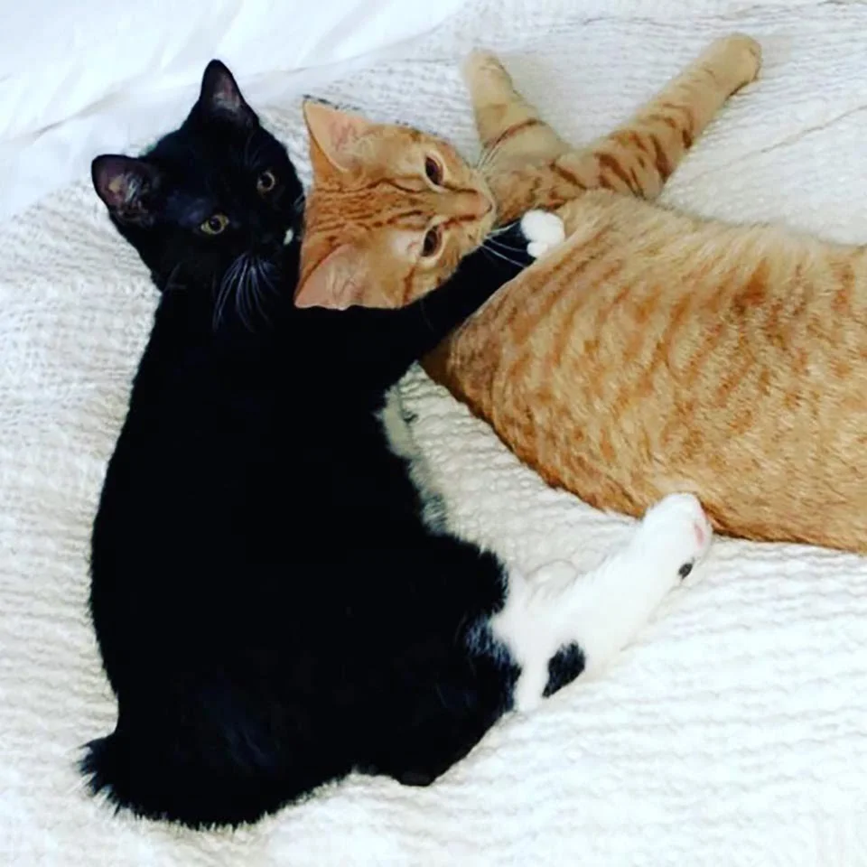 Gatito jugando