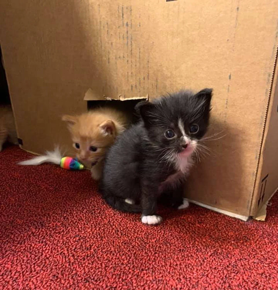 Gatitos creciendo