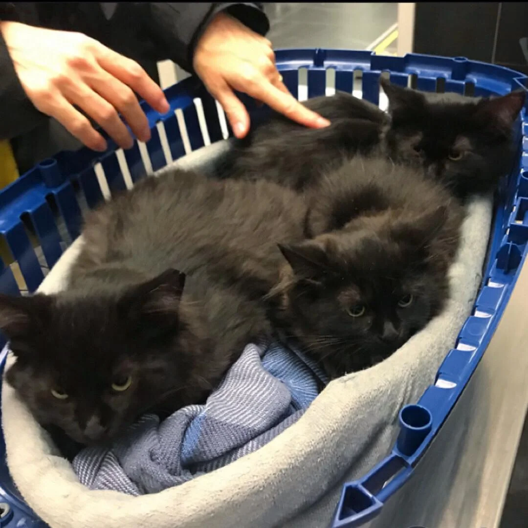 Gatitos en una canasta