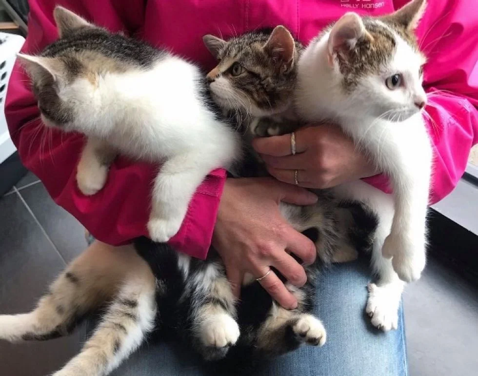 Gatitos hermanos