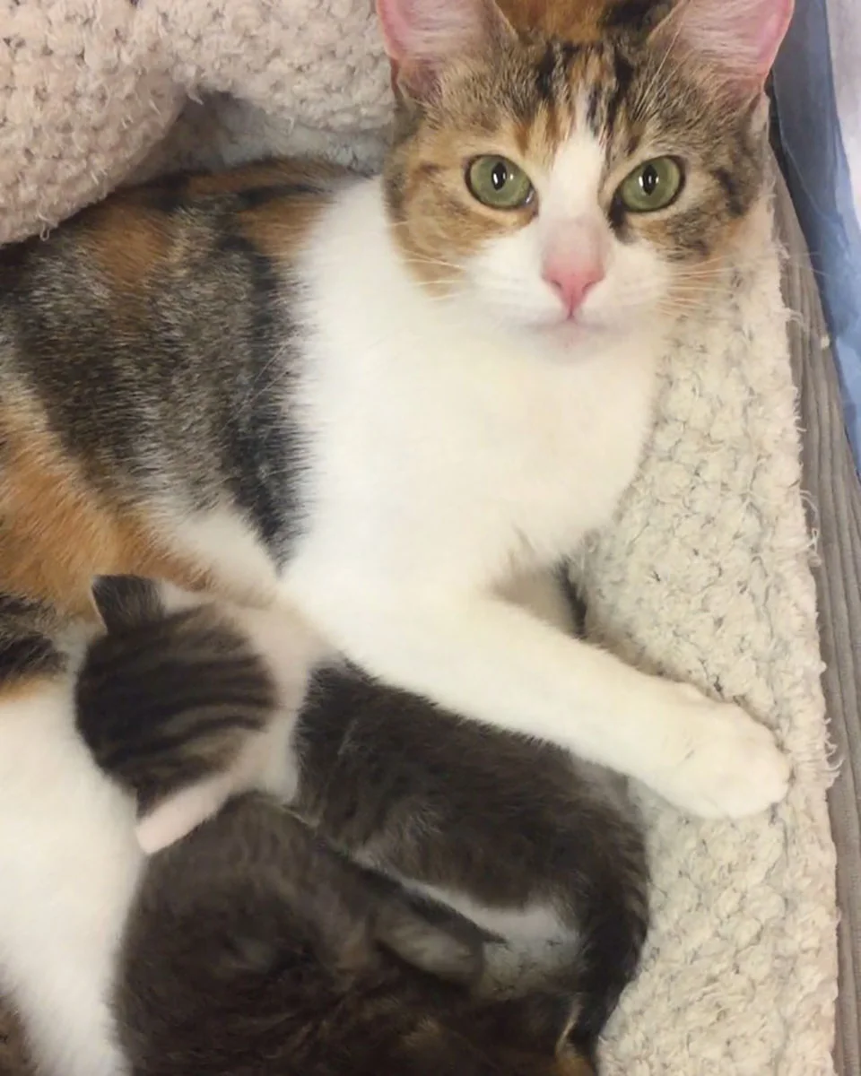 Gatitos huérfanos rescatados